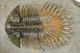 Long-Spined Thysanopeltis Trilobite - Bigaa, Morocco #362808