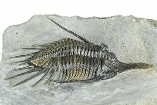 Trilobites For Sale