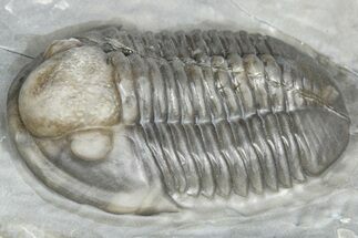 Gorgeous Proetid (Timsaloproetus?) Trilobites - Jorf, Morocco #362867