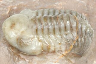 Unusual, Tiny-Eyed Phacopid (Eocryphops?) - Jorf, Morocco #362868