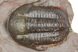 Inflated Proetid Trilobite - Jorf, Morocco #362850