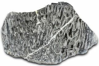 Polished Ordovician Fossil Chain Coral (Halysites) - Russia #362931