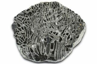 Polished Ordovician Fossil Chain Coral (Halysites) - Russia #362933