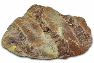 Polished Stromatolite (Jurusania) From Russia - Million Years #362938