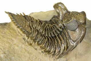 Premium Specimens For Sale
