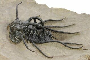 Premium Specimens For Sale