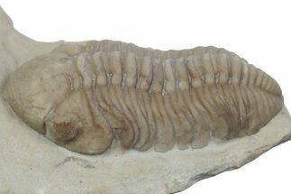 Kainops Trilobite - Black Cat Mountain, Oklahoma #362979