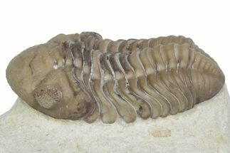 Kainops Trilobite - Black Cat Mountain, Oklahoma #362982