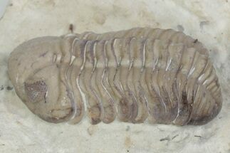 Kainops Trilobite - Black Cat Mountain, Oklahoma #362983
