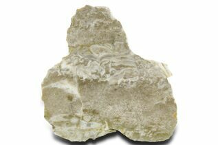 Buy Sponges