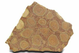 Polished Stromatolite (Jurusania) From Russia - Million Years #363037