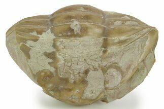 Bargain, Enrolled Asaphus Trilobite - Russia #363107