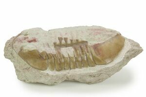 Awesome 2.6 Inch Asaphus Lepidurus (#458) For Sale - FossilEra.com