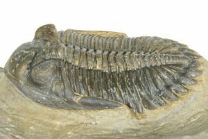 Huge Greenops Widderensis From Arkona (#4682) For Sale - FossilEra.com