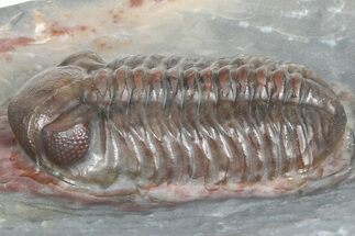 Prone Austerops Trilobite Fossil - Jorf, Morocco #363126