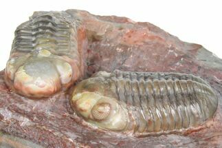 Prone Austerops Trilobite Fossil - Jorf, Morocco #363127