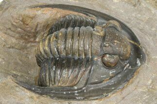 Diademaproetus Trilobite - Foum Zguid, Morocco #363128