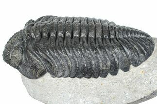 Huge Phacopid (Drotops) Trilobite - Issoumour, Morocco #363235