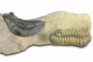 Zlichovaspis Trilobite With Crotalocephalina - Atchana, Morocco #363239