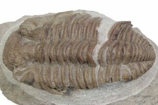 Bargain, Fossil Prochasmops Praecurrens Trilobite - Russia #363119