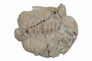 Bargain, Fossil Chasmops Trilobite - Russia #363122