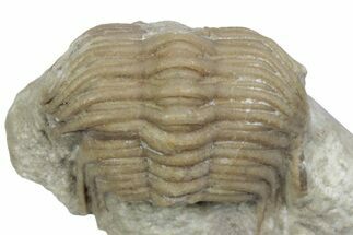 Bargain, Cybele Panderi Trilobite Fossil - Russia #363140