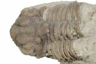 Bargain, Hoplolichoides Trilobite Fossil - Russia #363146