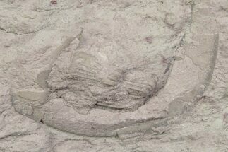 Bargain, Harpid (Selenoharpes) Trilobite Fossil - Russia #363147