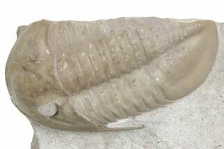 Rare, Partial Ptychopyge Trilobite - St Petersburg, Russia #363174