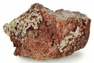 Devonian Petrified Wood (Callixylon) Section - Oldest True Wood #363340