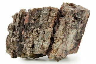 Devonian Petrified Wood (Callixylon) Section - Oldest True Wood #363358