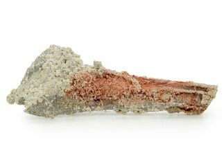 Devonian Petrified Wood (Callixylon) Section - Oldest True Wood #363361