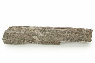 Devonian Petrified Wood (Callixylon) Section - Oldest True Wood #363373