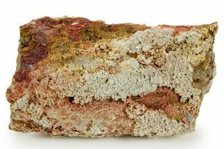 Devonian Petrified Wood (Callixylon) Section - Oldest True Wood #363374