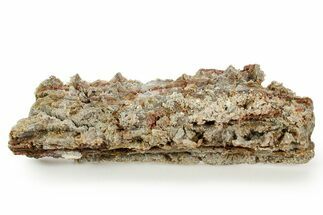 Devonian Petrified Wood (Callixylon) Section - Oldest True Wood #363375