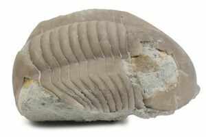 Soft-Bodied Naraoiid Arthropod (Naraoia) (#14932) For Sale