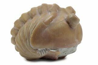 Bargain, Enrolled Fossil Asaphus Expansus Trilobite - Russia #363220