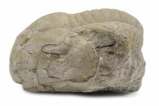 Bargain, Illaenus Laticlavius Trilobite Fossil - Russia #363227
