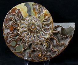Split Ammonite Half - Crystal Lined Pockets #19220