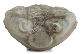 Bargain, Enrolled Asaphus Trilobite - Russia #363246
