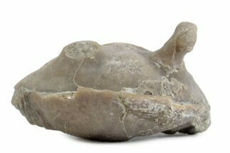 Bargain, Enrolled Asaphus Trilobite - Russia #363249