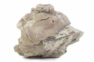 Bargain, Enrolled Asaphus Trilobite - Russia #363253