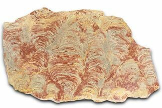 Polished Stromatolite (Inzeria) From Russia - Million Years #362969