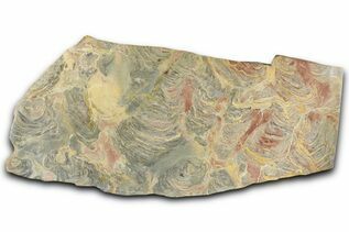 Buy Stromatolites 