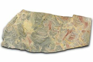 Polished Stromatolite (Inzeria) From Russia - Million Years #362970