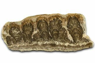 Polished Miocene Stromatolite Slab - Crimea #362986