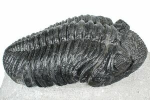 Giant Phacopid Trilobite Drotops Megalomanicus (#1995) For Sale