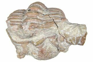 Bargain, Enrolled Chasmops Praecurrens Trilobite - Russia #363260