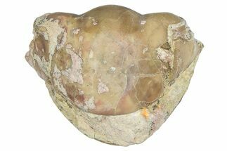 Bargain, Enrolled Illaenus Trilobite Fossil - Russia #363272