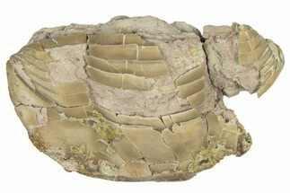 Bargain, Enrolled Illaenus Trilobite Fossil - Russia #363273